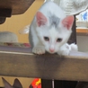 コユキちゃんの里親になってください サムネイル3