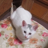 コユキちゃんの里親になってください サムネイル2
