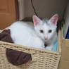 コユキちゃんの里親になってください サムネイル4