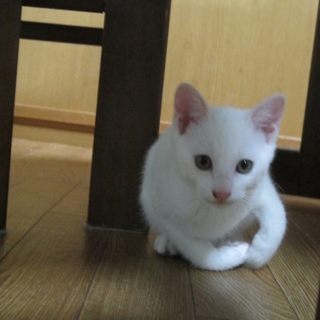 シロちゃんの里親になってください