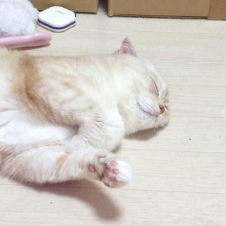 スコティッシュの4歳♀です！