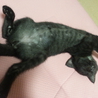 可愛い時期の黒猫ちゃんの里親様募集です！ サムネイル2