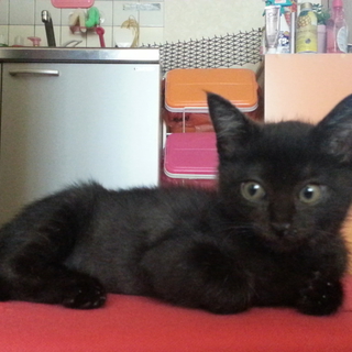 可愛い時期の黒猫ちゃんの里親様募集です！