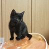 可愛い時期の黒猫ちゃんの里親様募集です！ サムネイル4