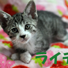 ★カワイイ4兄弟★ サムネイル5