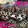 ★カワイイ4兄弟★ サムネイル6