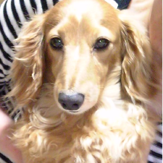 大事に飼って下さる方にお願いします。