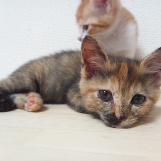 サビ猫の女の子＊生後３ヶ月