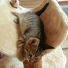 保護子猫の里親さんを募集します！ サムネイル2
