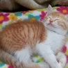 保護子猫の里親さんを募集します！ サムネイル2