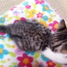保護子猫の里親さんを募集します！ サムネイル2
