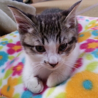 保護子猫の里親さんを募集します！