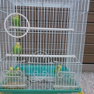 セキセイインコ幼鳥３羽の里親募集