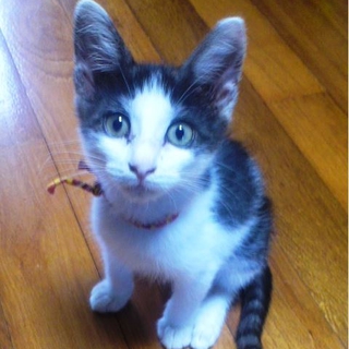 子猫　里親　決まりました。