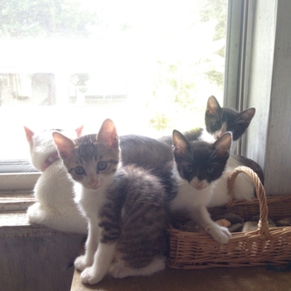 可愛い生後二ヶ月の子猫達です
