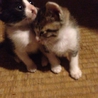 可愛い生後二ヶ月の子猫達です サムネイル2