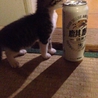 可愛い生後二ヶ月の子猫達です サムネイル3