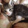 可愛い生後二ヶ月の子猫達です サムネイル4
