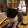 可愛い生後二ヶ月の子猫達です サムネイル5