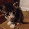 可愛い生後二ヶ月の子猫達です サムネイル6