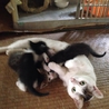 可愛い生後二ヶ月の子猫達です サムネイル7