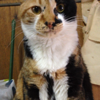 人間大好き三毛のマロンちゃん（動画有り）