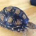 ヒョウモンリクガメ 幼体 9センチ