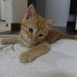 子猫の里親募集