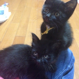 甘えん坊の可愛い子です。