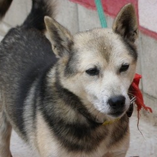 被災犬を家族に・・・　大豆くん