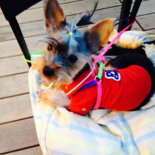 かわいい子です。大事に育てくれる方お願いします。