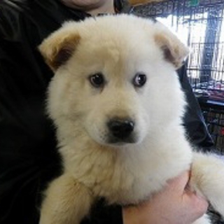 かわいい仔犬　グレープちゃん