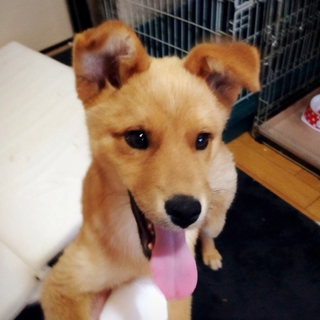 希望あり。甘えん坊☆柴系mix子犬兄妹の男の子