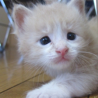 ミルクと離乳期です。