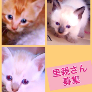 美男兄弟☆ シャム、茶、白