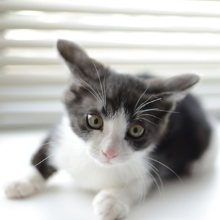 肩乗り　子猫のセリナちゃん　白黒八割れ　里親募集