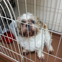 命の期限付き。シーズー犬。推定6歳