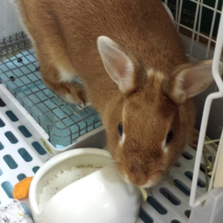 里親さんが決まりました