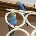 セキセイインコ幼鳥（２羽）里親さん募集