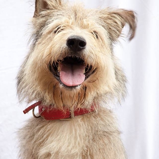 上手におすわり＆お手ができる、すえお君☆