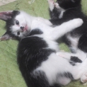 子猫の里親さま募集