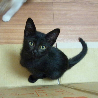 かわいい黒猫２匹の兄弟