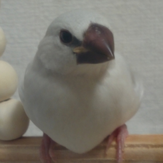 生後2か月のシルバー文鳥です