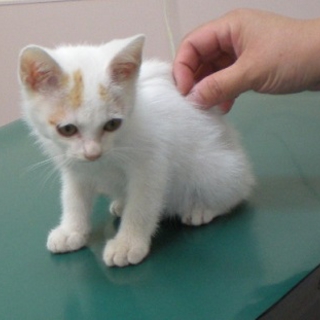 まろ顔仔猫