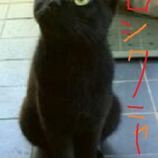 キュートな黒猫