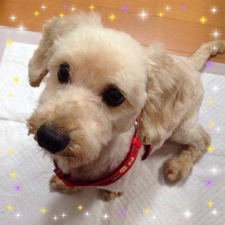 飼い主放棄犬