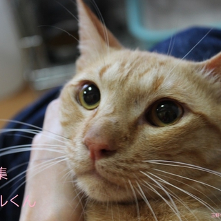 茶トラのカラメルくん里親募集 岡山県 猫の里親募集 ペットのおうち 月間利用者150万人