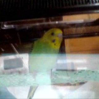 セキセイインコ里親募集