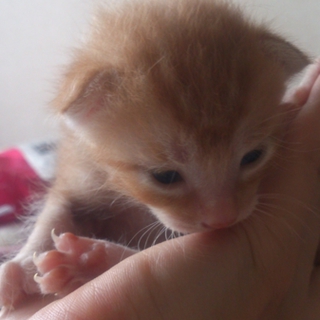 子猫 茶色