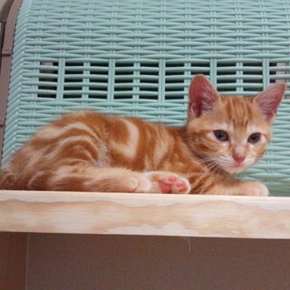 アメショーMix男の子＊生後３ヶ月